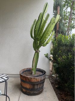 Free cactus