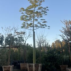 Chorisia silk floss tree , fast growing shade tree 36”box