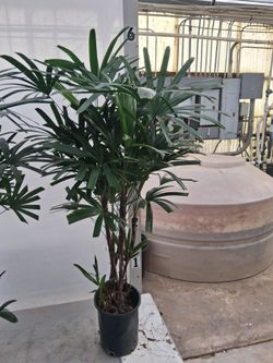 Rhapis Excelsior In Brand New 12"/5 Gallon Grow Pot.