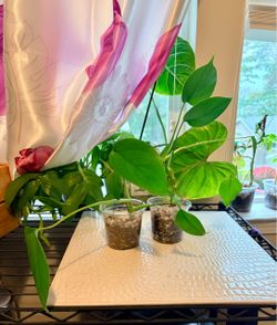 Monstera in 3.5inch pot