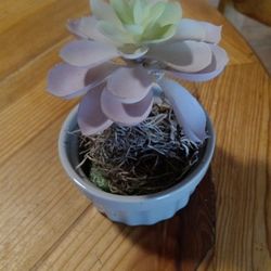 Decorative, Artificial, Plant, Plants, Succulent
