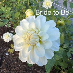Potted Dahlia Tubers