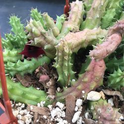 Red Dragon Succulent Plant