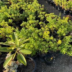 Plants