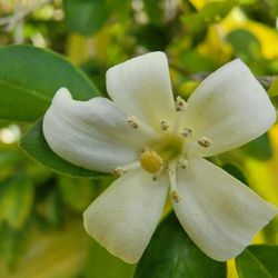 Orange Jasmine Plant 