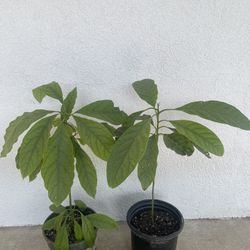 Avocado Plants