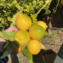 Lemons Fresh 8 For $1