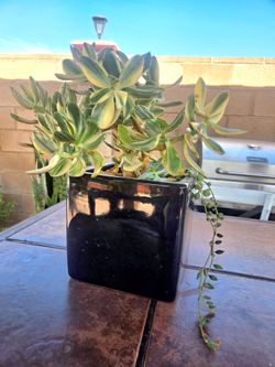 Jade Suculent Plant