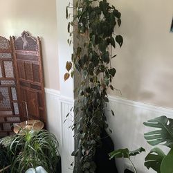 Philodendron Micans