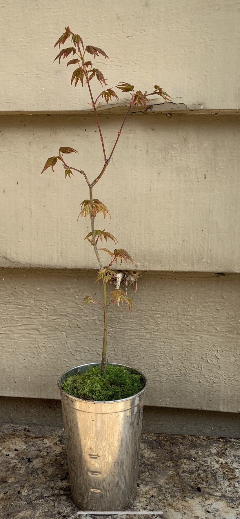 Bonsai Japan maple 14 inches