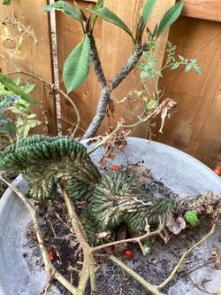 Crested cactus
