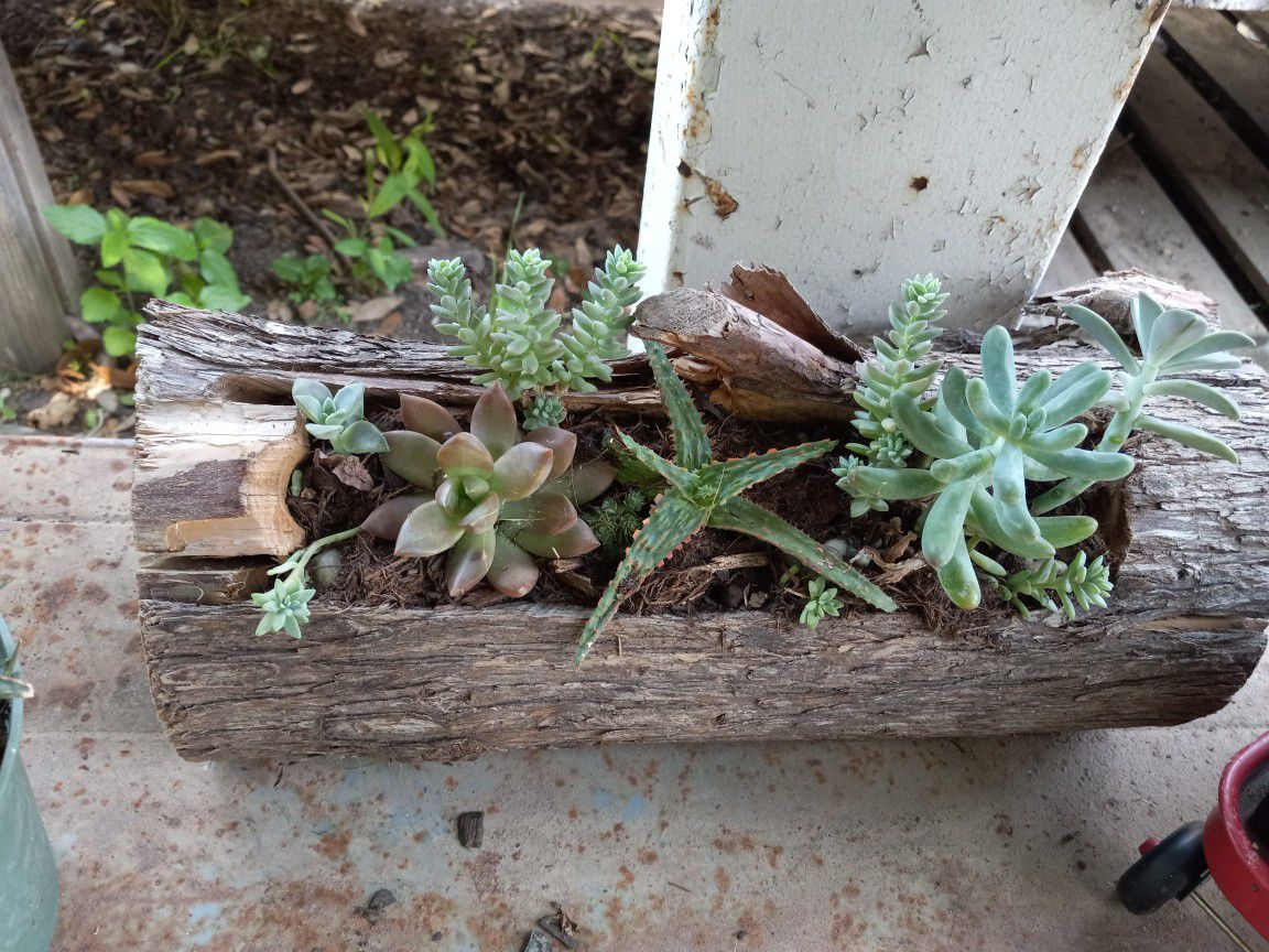 Succulents In A Tree Log.