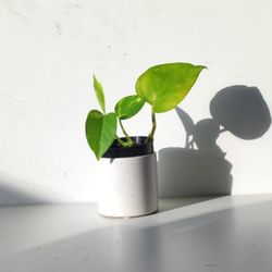 Lush Trailing High Variegation Money Plant Pothos/ House Plant/ Indoor Plant Flower Patio Garden 