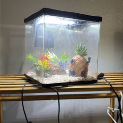 3 gallon Shrimp or snail tank