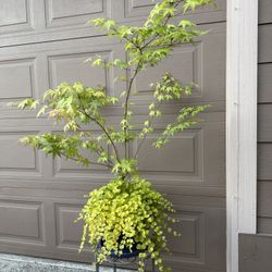 Live Maple Tree & Creeping Jenny in  a Ceramic Planter Pot with Drainage