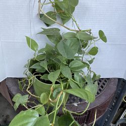 HERMOSAS PLANTAS NATURALES “POTHOS PHILODENDRON PLANT 