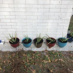 AloeVera 