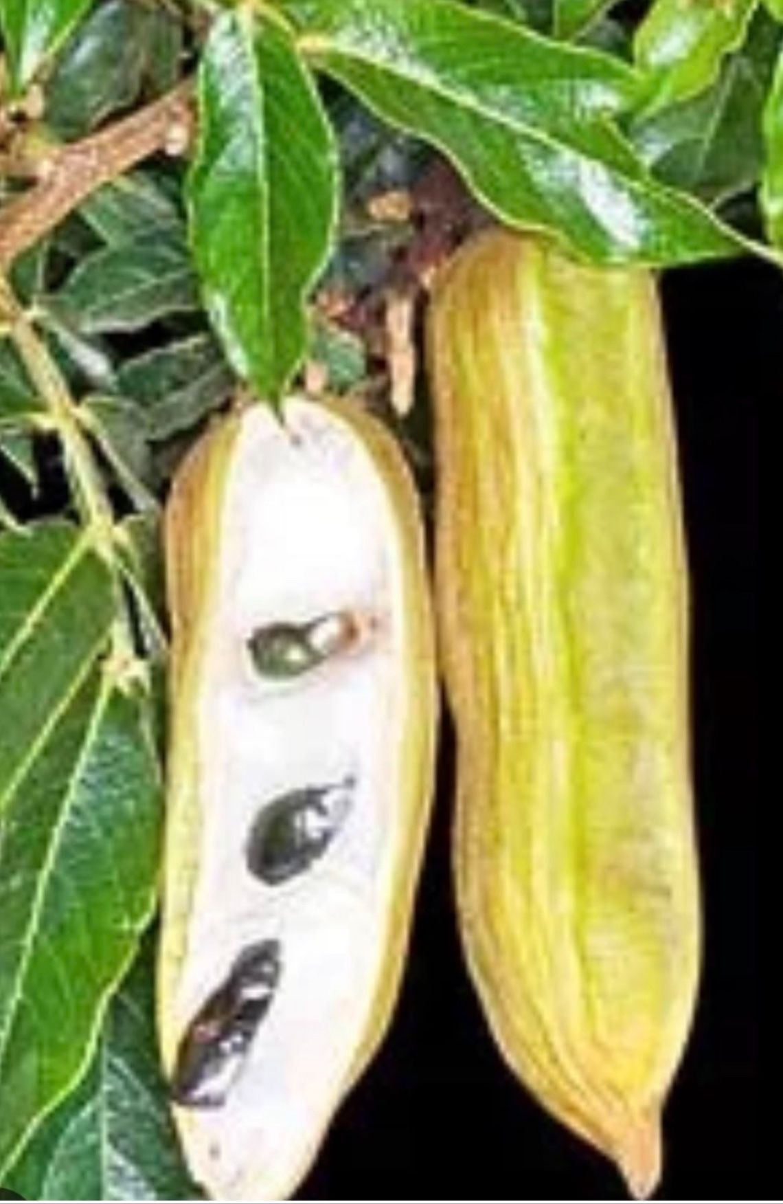 Fruit Tree Pacay /guajinicuil O Paterna, pepeto, Que guama.