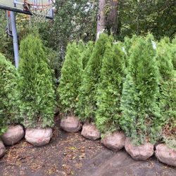 Lovely 6ft Emerald Green Arborvitae Privacy Trees