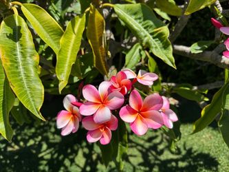 One plumeria. branch for. 8
