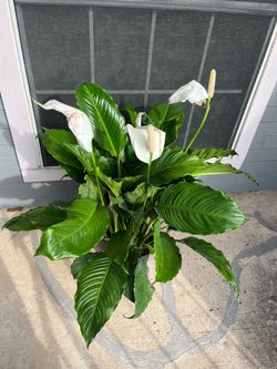 Peace lily