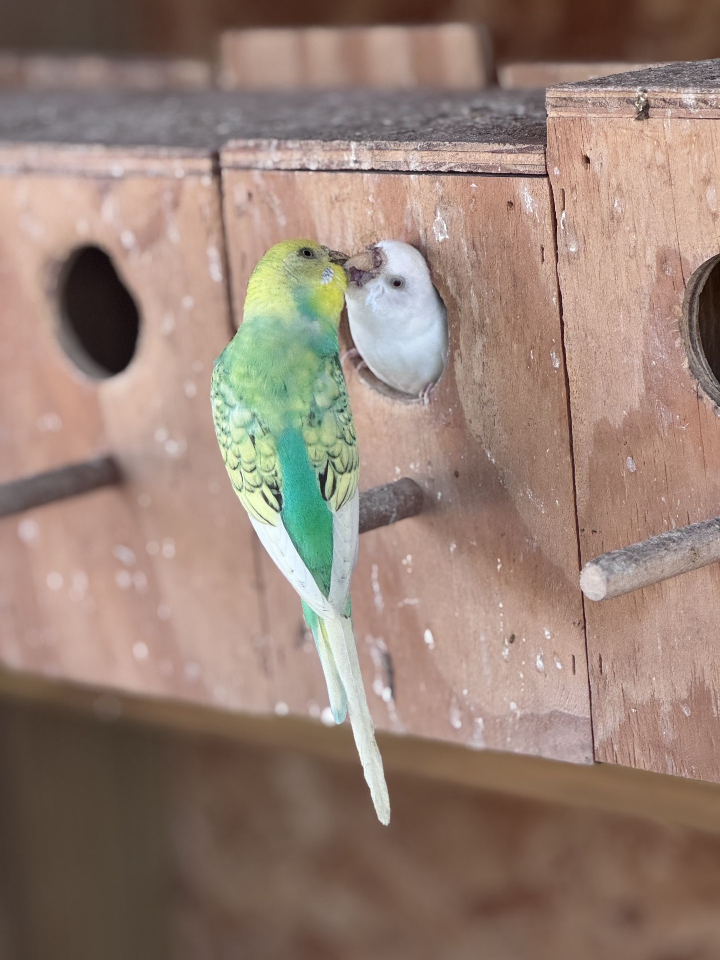 Nidos Y Aves
