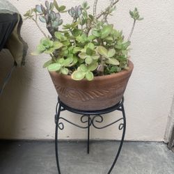 Plant Stand with Plant