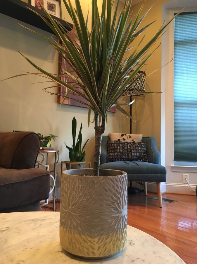 Dracaena in a Gold cement pot