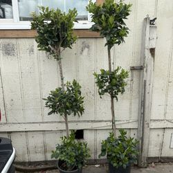 Texas Privet Topiary Tree 
