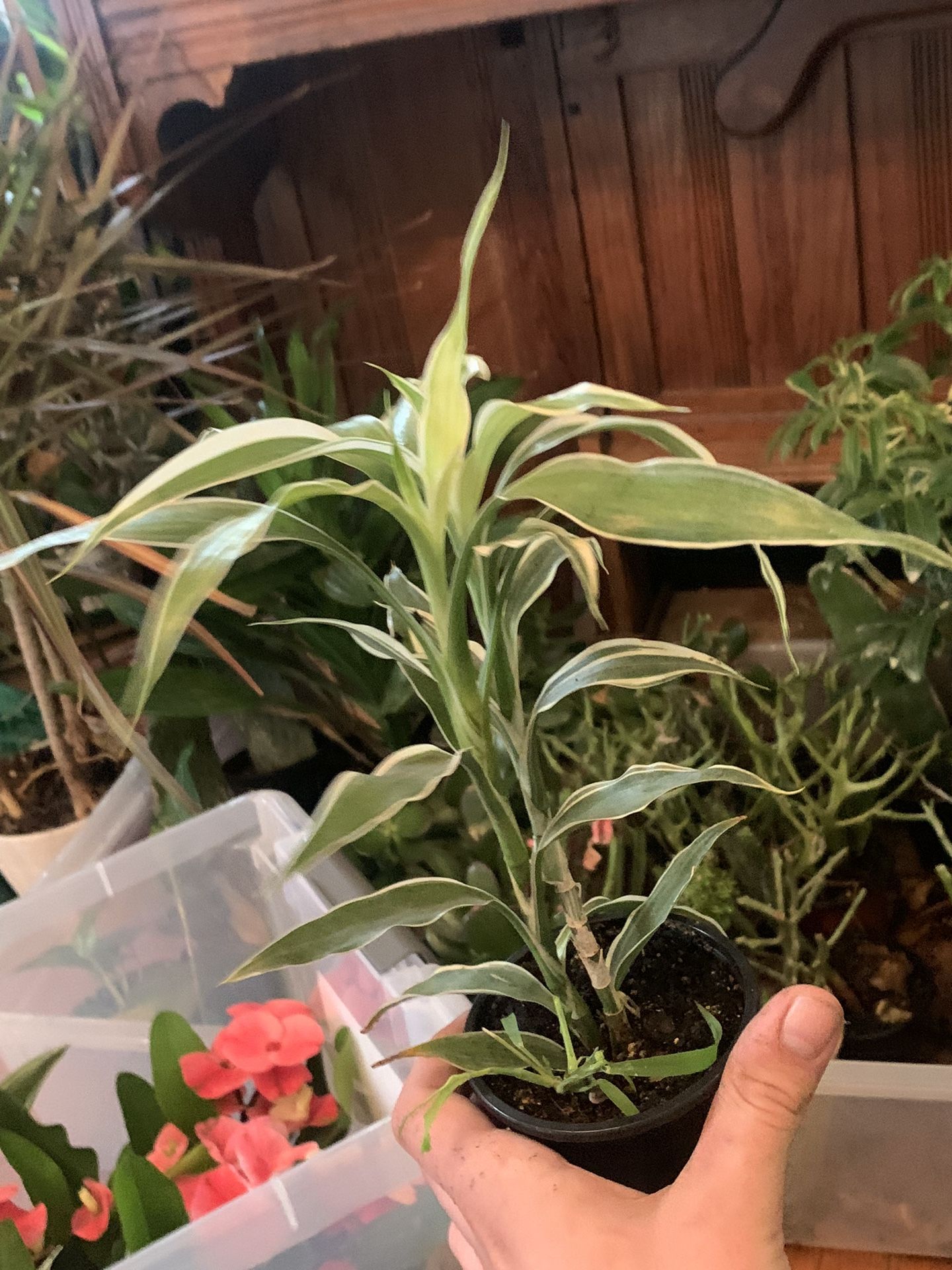 Vargirated Bamboo Plant!! ONLY $15!!