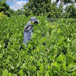 clusias All sizes available  starting  only $10 nad up  2 feet 3 feet 4 feet 6 feet 6 feet 7 feet 8 feet 9 feet 10 feet Instant Privacy Hedge fence 