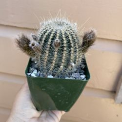 4” cactus