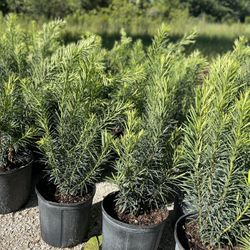 Podocarpus Plants (Privacy Hedges)