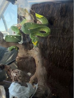 Reptizoo terrarium 18x18x24