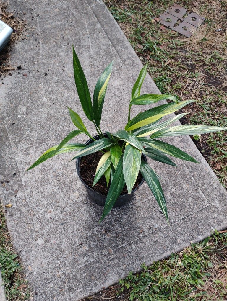 Silver Streak Pothos Plant