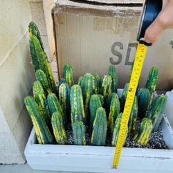 San Pedro Variegated Rare Cactus On Sale Each $60