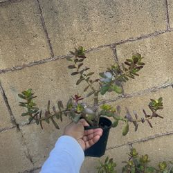 Succulent 5 Brunches Rooted Plant .