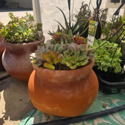 Clay pots of succulents
