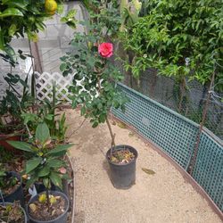 Tha LOVE ROSE 4 FT 25