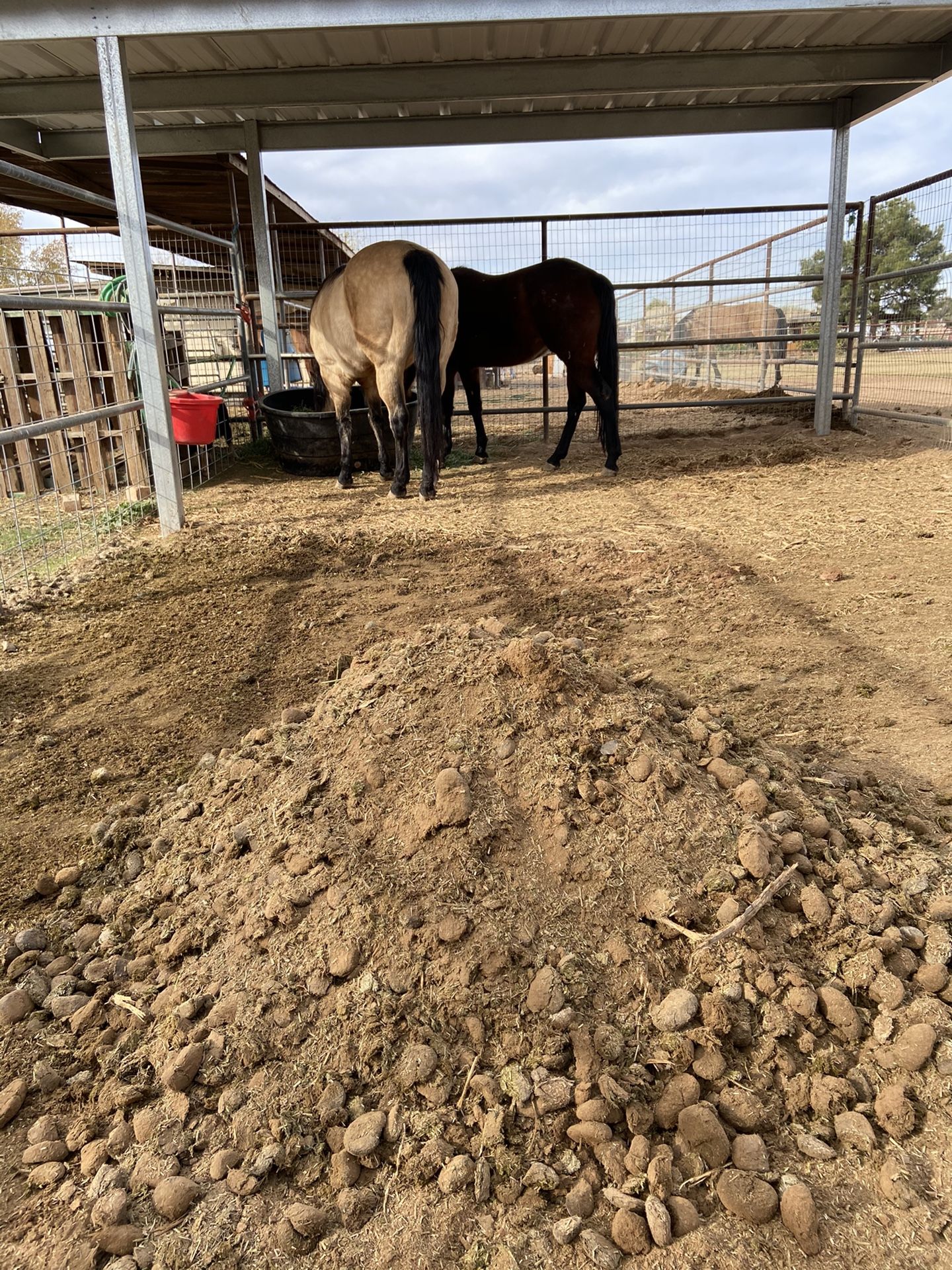 Free Horse Manure/ Get The Garden Ready