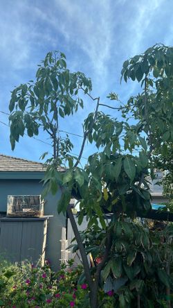 Zapote Tree