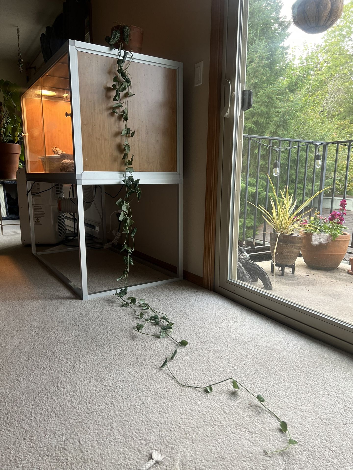 Silver Pothos Plant in Terracotta Pot – $65 OBO