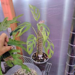 We Have Hundreds Of Plants Available 