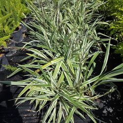 Foxlily Plants 1gallon 2ft Tall 