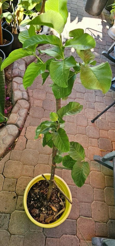 Ruby Guava TREE