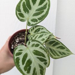 Collector's Plant: Anthurium Dorayaki Silver Bush Plant 4" Pot - Indoor House Plants 