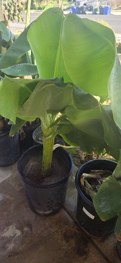Banana Trees