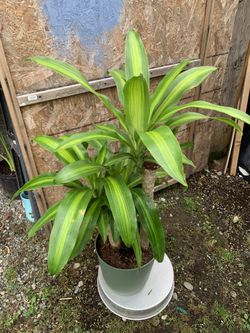 Indoor Dracaena Cor