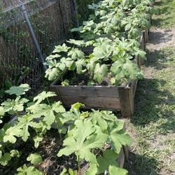 Fresh Organic Okra And Also Box 