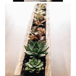 Succulent On A Wood Frame 